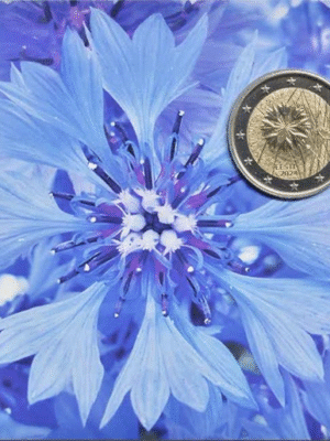 2 EURO 2024 ESTONIA COINCARD IL FIORE NAZIONALE DELL'ESTONIA: FIORDALISO